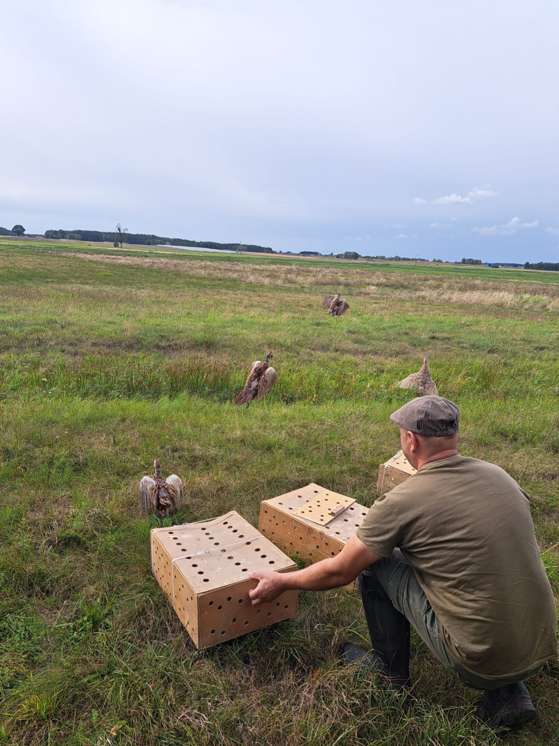 Wsiedlenia bażantów 22.08.2024r.